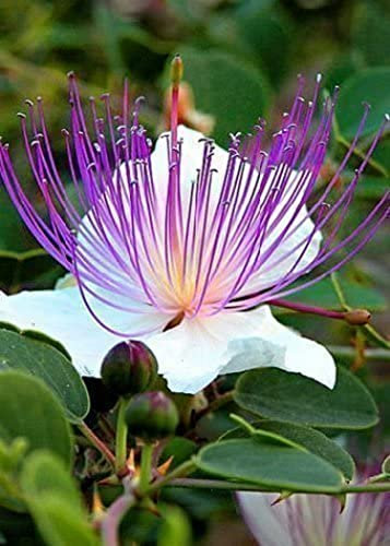 35 Graines de Câprier - vivace sans épine - semences reproductibles