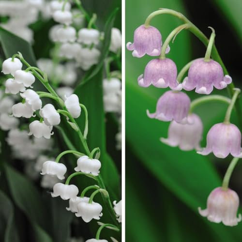 Lily of The Valley Collection - Fragrant Bell-Shaped Blooms in 'White' and 'Pink' Varieties - Versatile Groundcover for Shady Gardens - Exquisite Cut Flowers - 20x Pips by Thompson & Morgan