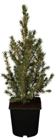 Zuckerhutfichte Picea glauca Conica 20-30 cm winterhart immergrün | Kompakter Wuchs, ideal für Kübel und Beet, sonnig bis halbschattig, robust, dekorative Kegelform, ganzjährig grün