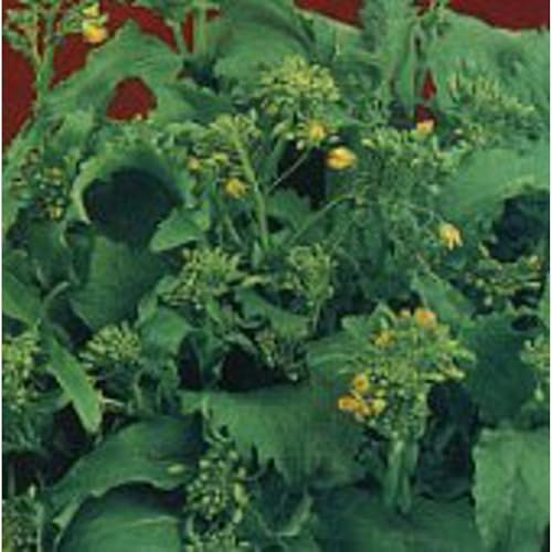 Spring Rapini Broccoli Raab Seeds (95 Seeds) Seeds for Planting, Farm, Growing in Garden, Greenhouse, Vegetable, Fruit