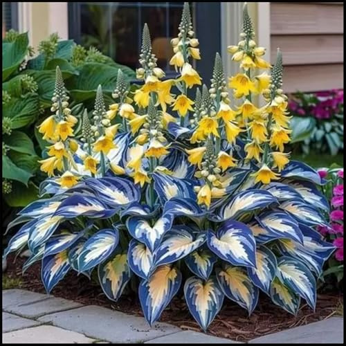 Bulbos de hosta/Hosta/Hosta Perenne-Hosta Resistentes/Hosta Rizoma para Jardín-E-4 Rizoma