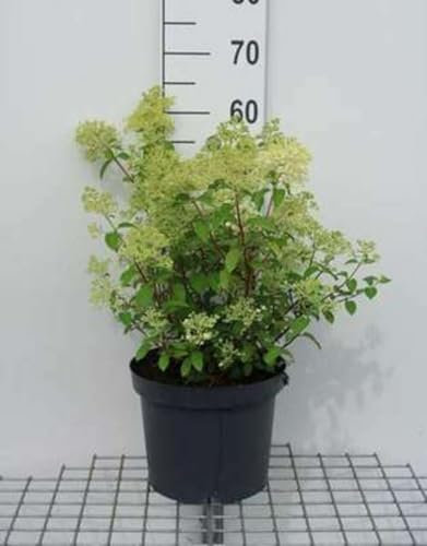 Hydrangea pan. 'Bobo'® - Hydrangée Paniculé 50-60 cm en pot