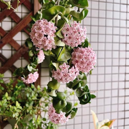 cera,de porcelana - hoya jardín semillas pradera mini jardín colgante ornamentales lugares soleados resistentes en maceta 150semillas
