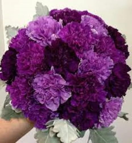 100 Purple Mix Carnation Seeds Dianthus Flowers Seed Flower Perennial