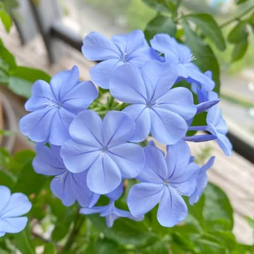 plumbago - raíz de plomo - trepadoras, de jardín rocas jardín balcón interior raras semillas pradera ornamentales lugares soleados. 200semillas