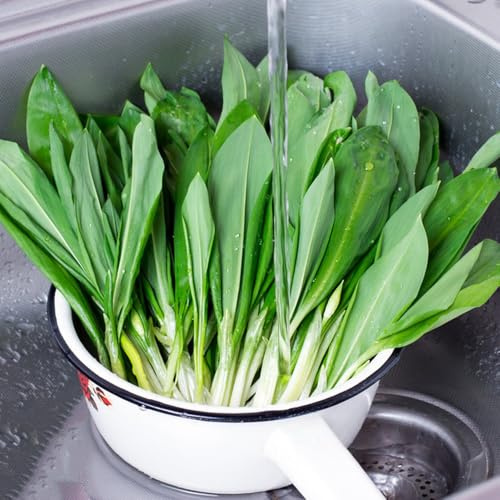 Comprar y semillas de ajo silvestre, interior ajo silvestre orgánicas culinarias, para camas elevadas, jardín para 300pcs