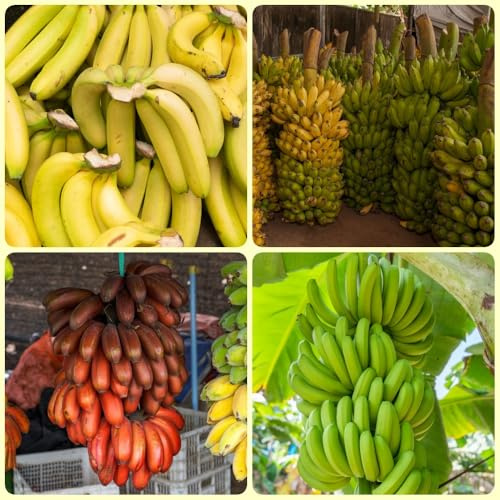 Semillas de plátano, para el jardín fresca Los enanos son resistentes 200pcs
