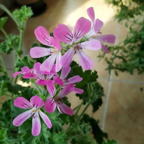 Semi di gerani profumati, ornamentali Geranio limone, balcone raro esotico verdi decorazioni giardino per esterni selvatiche varietà antiche resistenti 85pcs