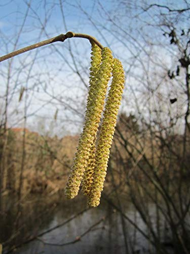 Home Comforts Flora Corylus Avellana Tree Shrub Common Hazel-20 Inch By 30 Inch Laminated Poster With Bright Colors And Vivid Imagery-Fits Perfectly In Many Attractive Frames