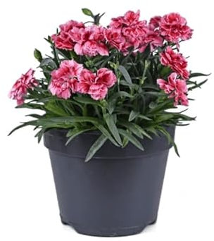 CLAVELINA Planta Natural Color Mix Clavel Oscar Flor Miniatura