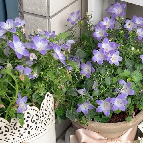 semi di campanula da giardino, d'appartamento di campanula copertura del terreno, perenne decorazione autunnale, da giardino rocciose 180pcs