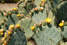 Opuntia robusta gigante Fico d'india Seeds