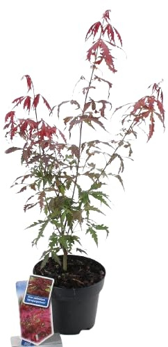 Mini Acer Palmatum Natural un Árbol de Hoja Caduca en Tamaño Compacto