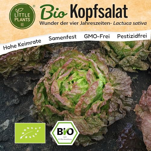 Little Plants BIO Kopfsalat Samen 375 Kopfsalatsamen Wunder der vier Jahreszeiten Gemüsesamen für Gemüsegarten Samenfest Gemüse Samen Salatsamen für Küche, Balkon und Garten