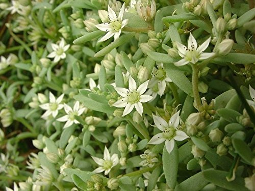Sedum Hispanicum Seeds 200 Ground Cover Seeds:packing seeds only