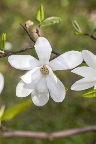 Magnolia kobus Baum, Tulpenmagnolie 80-100cm, winterhart, C7,5 Topf, blühender Zierbaum für Garten
