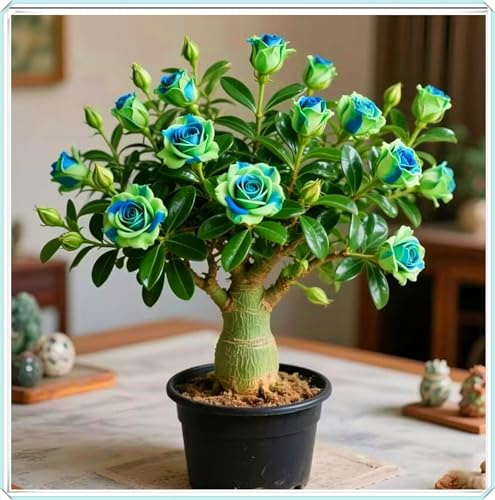 Crea fácilmente un pequeño jardín, la rosa del desierto es el toque final.-1bulbos-D