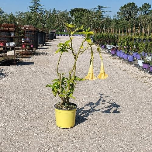 Pianta Datura Arborea