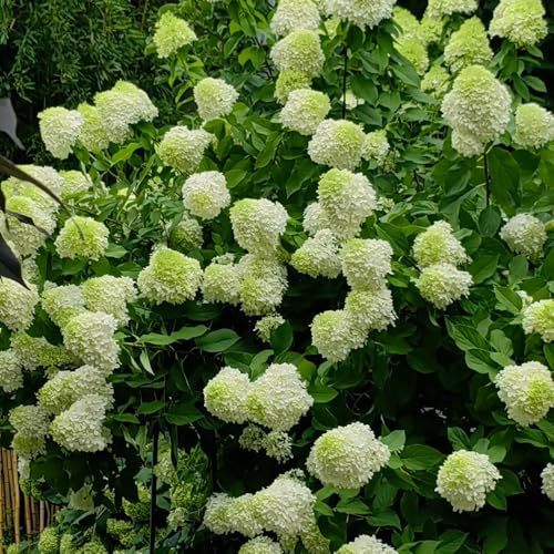 Semillas de hortensia de panícula, de jardín de rocas resistentes, Hortensia paniculata, silvestres decoración jardín 100pcs