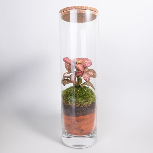 Ecodecs - Plantes d'écosystème fermé, 26,5 x 8, Plantes d'écosystème fermé, Plantes naturelles d'intérieur, Vases en verre, Moss Natura, Pots décoratifs, Mini-serre - ECOTERRA (1 unité)