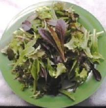Lettuce Mesclun Mix 2,000 Seeds