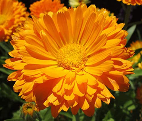 200 semi di calendula arancio King Pot calendula – 200 semi arancio:Grani