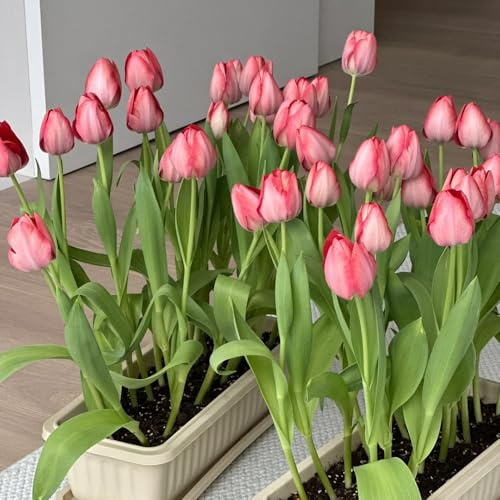 Bulbi di tulipano, per esterni bulbi di primaverili vecchie varietà resistenti per il giardino 9pcs