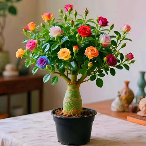 Eleganza Rosa del Deserto bulbi,piante Resistenti perenni,bulbi da fiore a fioritura,adatti per la semina immediata,Adenium Obesum, pianta vera(non artificiali)-1 bulbi-H