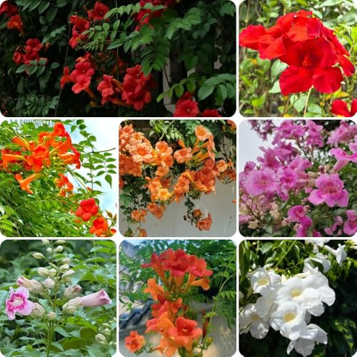 Trompetenblume - geschenke für gartenliebhaber für sonnige plätze schnellwachsende kletterpflanzen wildblumensamen kübelpflanzen gartendeko für draußen rankpflanzen 125Samen