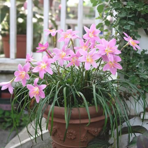bulbi zephyranthes balcone letti elevati letto elevato giardino di resistenti decorazione decorazione ufficio 15pcs