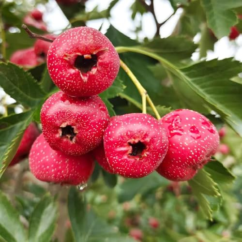 Weißdorn, sträucher garten steingartenpflanzen exotische säulenobst seltene balkonpflanzen gartenarbeit geschenk alte sorten obstgarten obstbäume kaufen obstpflanzen 120Samen