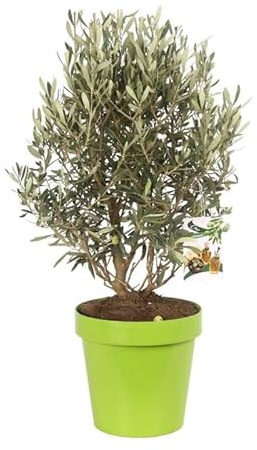 Olivier Olea Europaea 40/50 cm Pot 24cm - Plante En Pot - Floraison Mai à Juin Exposition - Hauteur 40/50 Cm - Exposition Soleil Sol