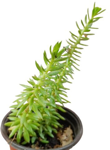 Sedum sediforme sedum altissimus borracina di nizza pendente crassula pianta grassa giardino roccioso