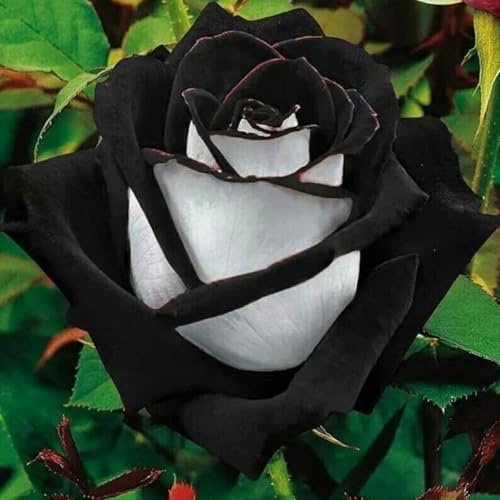 CUIKWA Perennials Rose,Hybrid Scented Rose,Fragrant,Garden Plants,Landscape Design Plants,Indoor and Outdoor Potted-1Bulbs-B