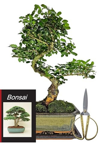 Genki-Bonsai Bonsai-Starter-Set – Chinesischer Liguster Bonsai (ca. 35-40 cm) – pflegeleichtes 4-teiliges Komplettset inkl. Schere, Untersetzer & Bonsaibuch – für Anfänger & Fortgeschrittene