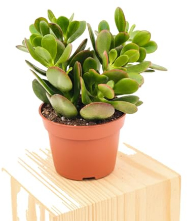 Crassula Ovata Planta de Jade DECOALIVE | Maceta 12 cm y 20 cm de Altura para Regalo