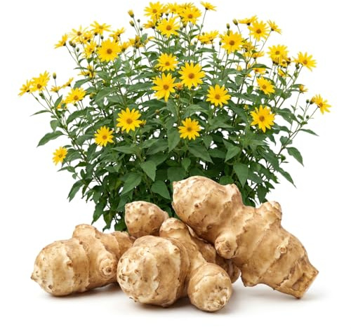 IFLO® Topinambur Knollen 2 | Helianthus Tuberosum Bio-Qualität Winterhart | Ess bare Sonnenblume Pflanzfertig 12+ | Superfood aus Holland | Garten & Hochbeet April-Mai (2)
