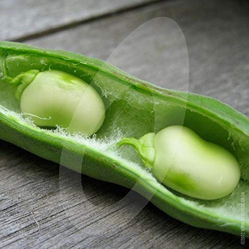 100 Seeds Broad Bean 'Aquadulce Claudia' 170g Commercial Grade Vegetable Seeds Wholesale