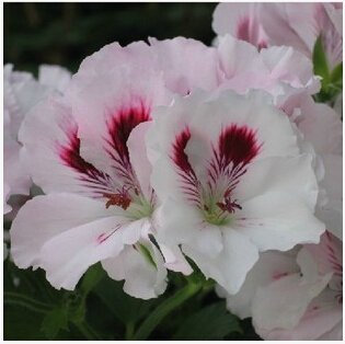 geranio giardino, semi di Pelargonium geranio, Fiori Pelargonium - 10 semi Rossi