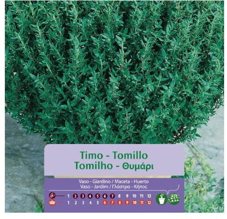 Semillas de Thymus Vulgaris Tomillo Natural para Plantar en Casa