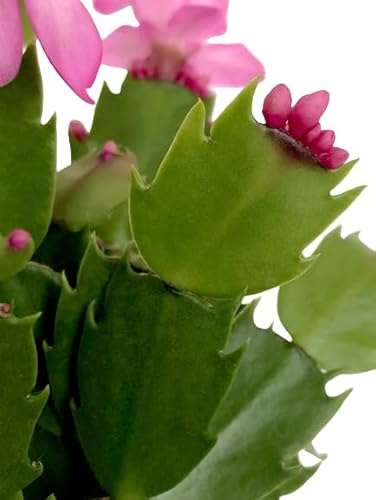 Cactus de Navidad la Planta de Interior Que Florece en Navidad y es Perfecta para Regalar