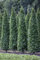 Carpinus betulus 'Fastigiata' 150-175 cm - Säulen-Hainbuche, grüne Blätter, ideal für Hecken und Sichtschutz, winterhart und schnittverträglich