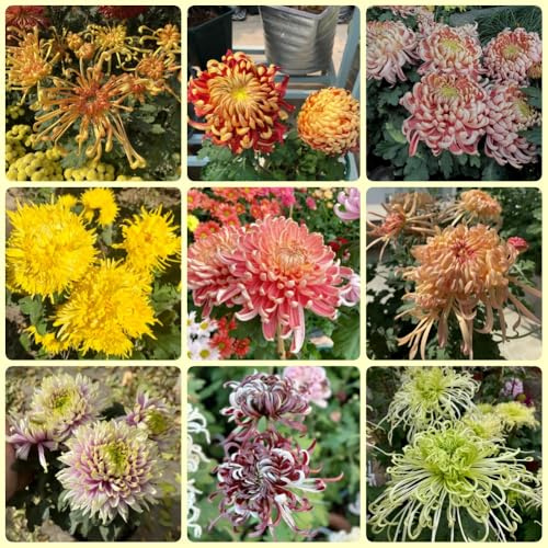 Semillas de crisantemo - balcón de crisantemo - Las de jardín de rocas regalos sostenibles de exóticas 450pcs