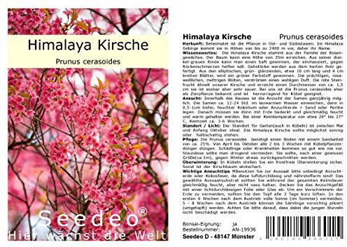 Seedeo® Himalaya Kirsche (Prunus cerasoides) 20 Samen