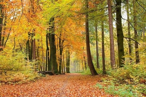 Papier peint intissé FORÊT D'AUTOMNE 375 cm x 250 cm | Tapisserie Murale XXL Poster Décoration - Salon Appartement - Photo d'art Tableaux Muraux | QUALITÉ SUPÉRIEURE - MADE IN EU - Y compris adhésif