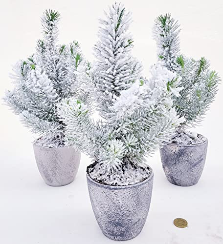 POWERS TO FLOWERS - ALBERO DI NATALE, PINETTO NATALIZIO, PINO CON NEVE IN VASO CERAMICA RUSTICO, PINUS PINEA, 3 PIANTE ALTEZZA 25CM, VASO 9CM diametro, piante vere