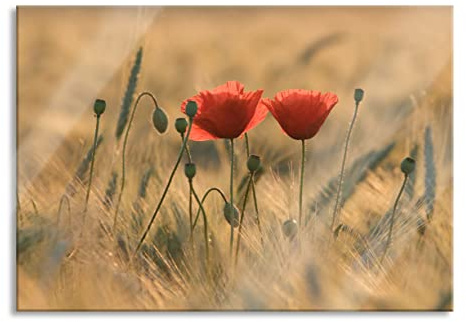 Pixxprint Glasbild, Wandbild aus Echtglas, Zwei schöne Mohnblumen, 60x40 cm, inkl. Aufhängung und Abstandshalter