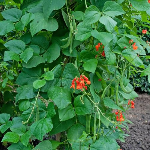 Semillas de judía escarlata - semillas de frijol frijol escarlata - resistentes antiguas variedades jardineros sostenibles 35pcs