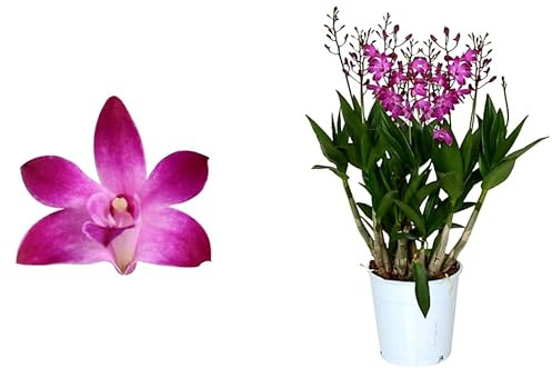 POWERS TO FLOWERS - DENDROBIUM KINGIANUM, VASO 13CM, 5 e piu steli, pianta vera