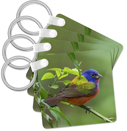 3dRose, Painted bunting, Passerina ciris male foraging., set of 2 Key Chains